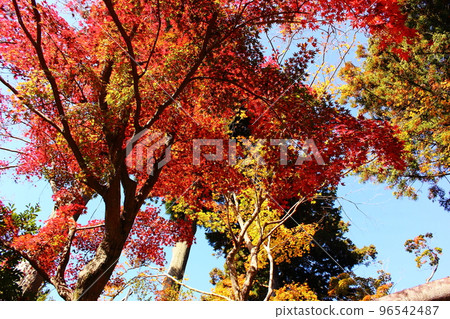 和田野神社的紅葉 (2) 和田野神社的紅葉 (2) 96542487