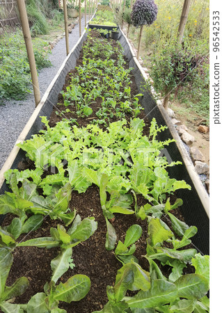 Growing organic vegetable farms Growing organic vegetable farms 96542533
