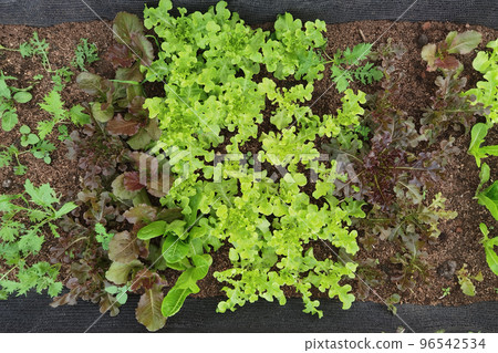 Growing organic vegetable farms Growing organic vegetable farms 96542534