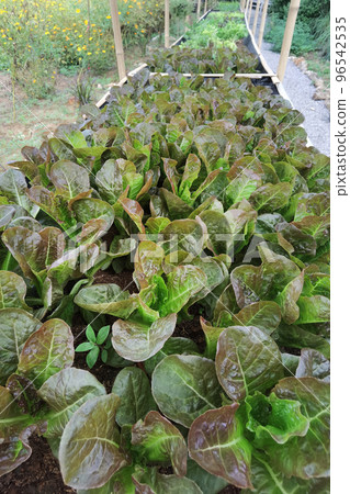 Growing organic vegetable farms Growing organic vegetable farms 96542535