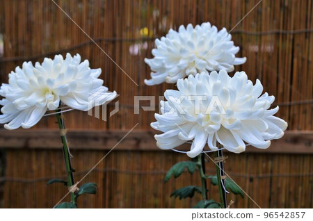 Large white chrysanthemum Mino Chrysanthemum 96542857