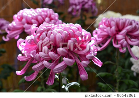 Daikiku Atsushiri Purple 96542861