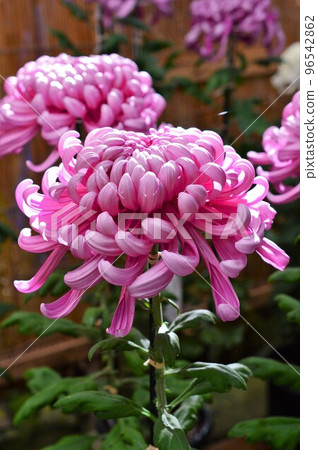Daikiku Atsushiri Purple 96542862