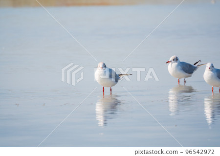 Flock of Seagulls, The European herring gull, swims on the calm lake shore Flock of Seagulls, The European herring gull, swims on the calm lake shore 96542972
