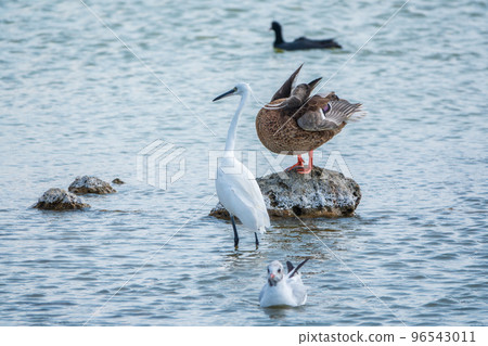 The small white heron or Little egret stands in the lake 96543011