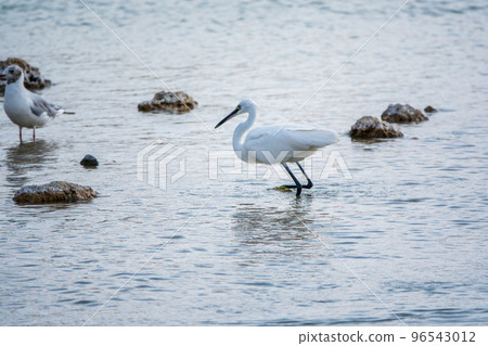 The small white heron or Little egret stands in the lake The small white heron or Little egret stands in the lake 96543012