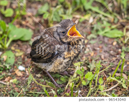 A fieldfare chick, Turdus pilaris, has left the nest and sitting on the spring lawn. A fieldfare chick sits on the ground and waits for food from its parents. 96543040