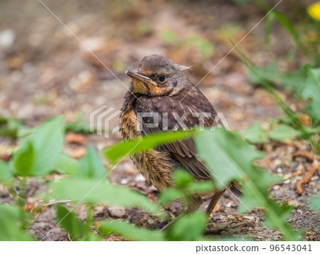 A fieldfare chick, Turdus pilaris, has left the nest and sitting on the spring lawn. A fieldfare chick sits on the ground and waits for food from its parents. 96543041