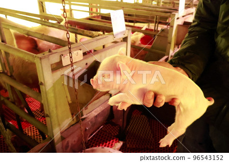 baby pig piglet baby pig piglet 96543152