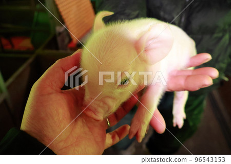 baby pig piglet baby pig piglet 96543153