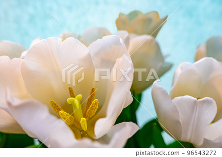 white tulip on a blue background white tulip on a blue background 96543272