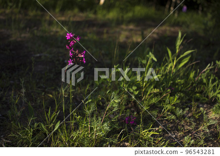 purple flowers and leaves on a dark background vintage toned.Floral card, poster purple flowers and leaves on a dark background vintage toned.Floral card, poster 96543281