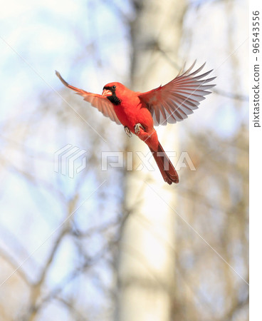 Northern Cardinal flying, Quebec, Canada Northern Cardinal flying, Quebec, Canada 96543556