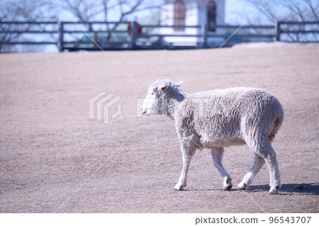 Ranch sheep 96543707
