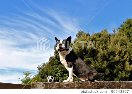 Mighty-kun, a cute Boston Terrier who looks happy when he puts a ball in front of him that he enjoyed playing on a dog run with a beautiful blue sky♡ 96543867