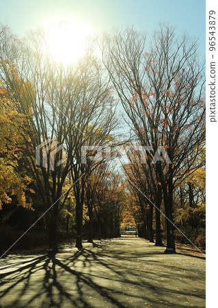 Yellow leaves in Aobanomori Park 96543879