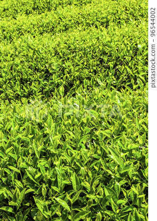 Close-up of tea plantation on the mountaintop. 96544002