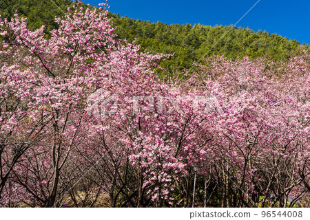Landscape view of pink cherry blossoms at the sakura gardens of Wuling Farm in Taichung, Taiwan. Landscape view of pink cherry blossoms at the sakura gardens of Wuling Farm in Taichung, Taiwan. 96544008