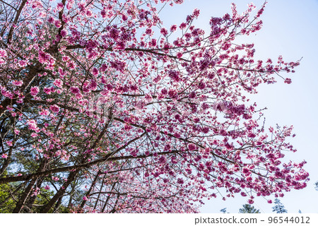 Landscape view of pink cherry blossoms at the sakura gardens of Wuling Farm in Taichung, Taiwan. Landscape view of pink cherry blossoms at the sakura gardens of Wuling Farm in Taichung, Taiwan. 96544012
