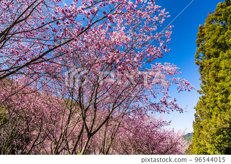 Landscape view of pink cherry blossoms at the sakura gardens of Wuling Farm in Taichung, Taiwan. 96544015