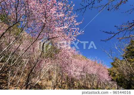 Landscape view of pink cherry blossoms at the sakura gardens of Wuling Farm in Taichung, Taiwan. Landscape view of pink cherry blossoms at the sakura gardens of Wuling Farm in Taichung, Taiwan. 96544016