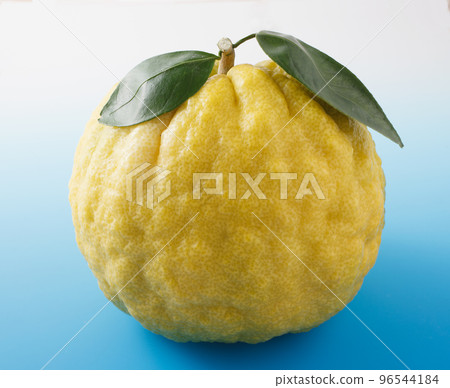 Shizu Yuzu Large Yuzu - Stock Photo [96544184] - PIXTA