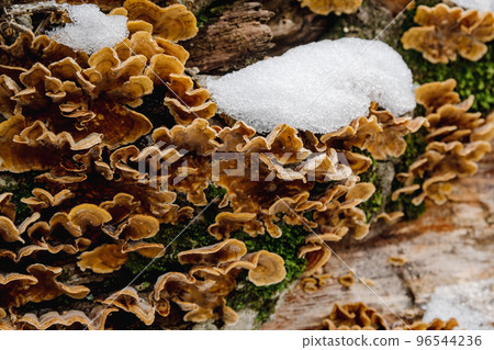 Group of fungus Stereum subtomentosum on tree trunk with snow Group of fungus Stereum subtomentosum on tree trunk with snow 96544236