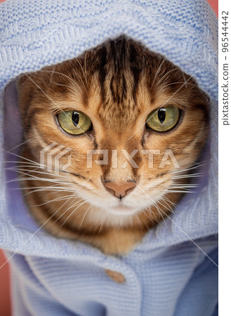 Cool Bengal cat in a blue hoodie on a pink background. Cool Bengal cat in a blue hoodie on a pink background. 96544442