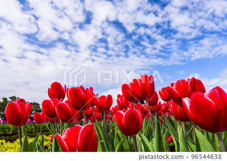 Beautiful tulips flower with the blue sky background 96544638