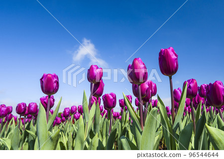 Beautiful tulips flower with the blue sky background 96544644