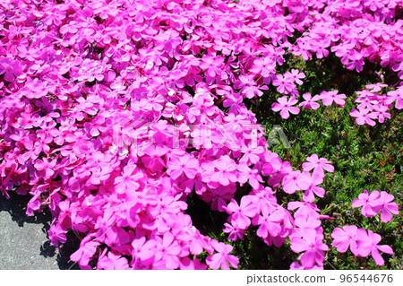 Beautiful pink moss phlox in spring 96544676