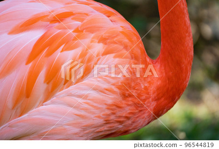 Colorful flamingos with red and pink wings at Tobe Zoo in Japan 96544819