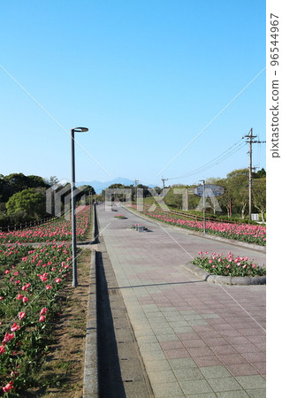 霧島之丘公園的春景 96544967