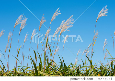 Autumn image of pampas grass and blue sky Autumn image of pampas grass and blue sky 96544971