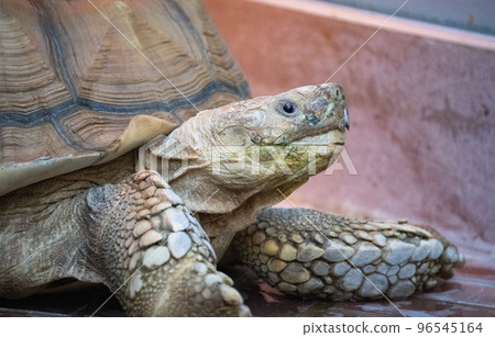 A tortoise relaxing in a greenhouse at Tobe Zoo in Japan 96545164