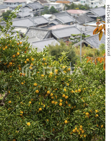山坡上的柑田與城市風光 山坡上的柑田與城市風光 96545294