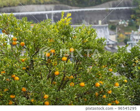 Tangerine field and city scenery on the mountain slope Tangerine field and city scenery on the mountain slope 96545295