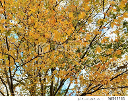 soothing yellow leaves soothing yellow leaves 96545363