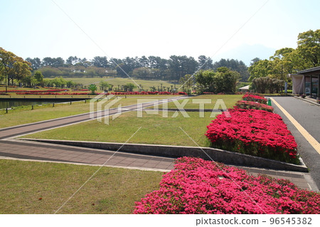 Beautiful scenery of Kurume Azalea 96545382