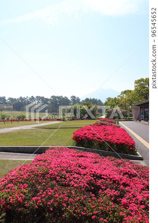 Beautiful spring of Kurume Azalea Beautiful spring of Kurume Azalea 96545652