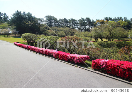 Beautiful Kurume Azalea in Yoshino Park 96545658