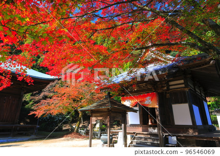 [愛媛縣]晴天西山弘隆寺的秋葉 96546069