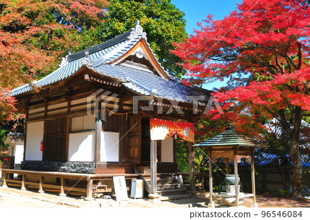 [愛媛縣]晴天西山弘隆寺的秋葉 96546084