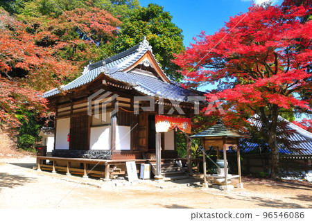 [愛媛縣]晴天西山弘隆寺的秋葉 96546086