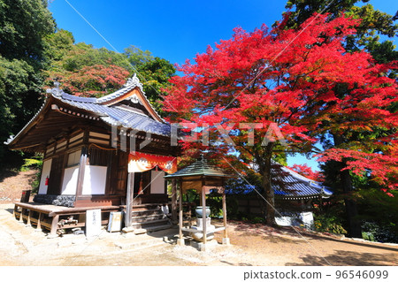 [愛媛縣]晴天西山弘隆寺的秋葉 96546099