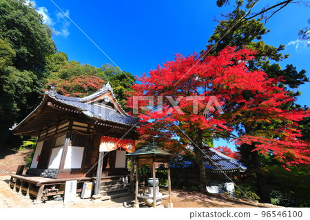 [愛媛縣]晴天西山弘隆寺的秋葉 96546100