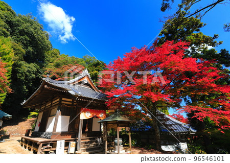 [Ehime Prefecture] Autumn leaves at Nishiyama Koryu-ji Temple in sunny weather 96546101
