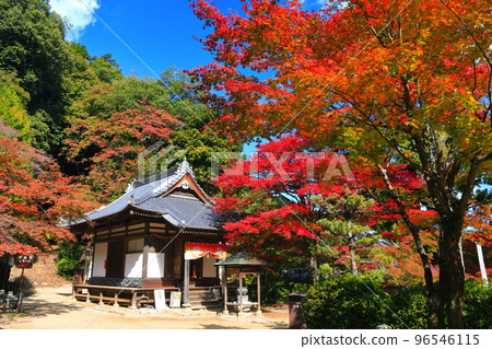 [愛媛縣]晴天西山弘隆寺的秋葉 96546115
