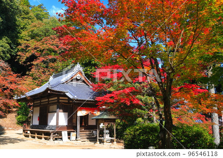 [Ehime Prefecture] Autumn leaves at Nishiyama Koryu-ji Temple in sunny weather 96546118