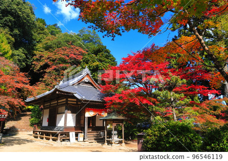 [Ehime Prefecture] Autumn leaves at Nishiyama Koryu-ji Temple in sunny weather 96546119